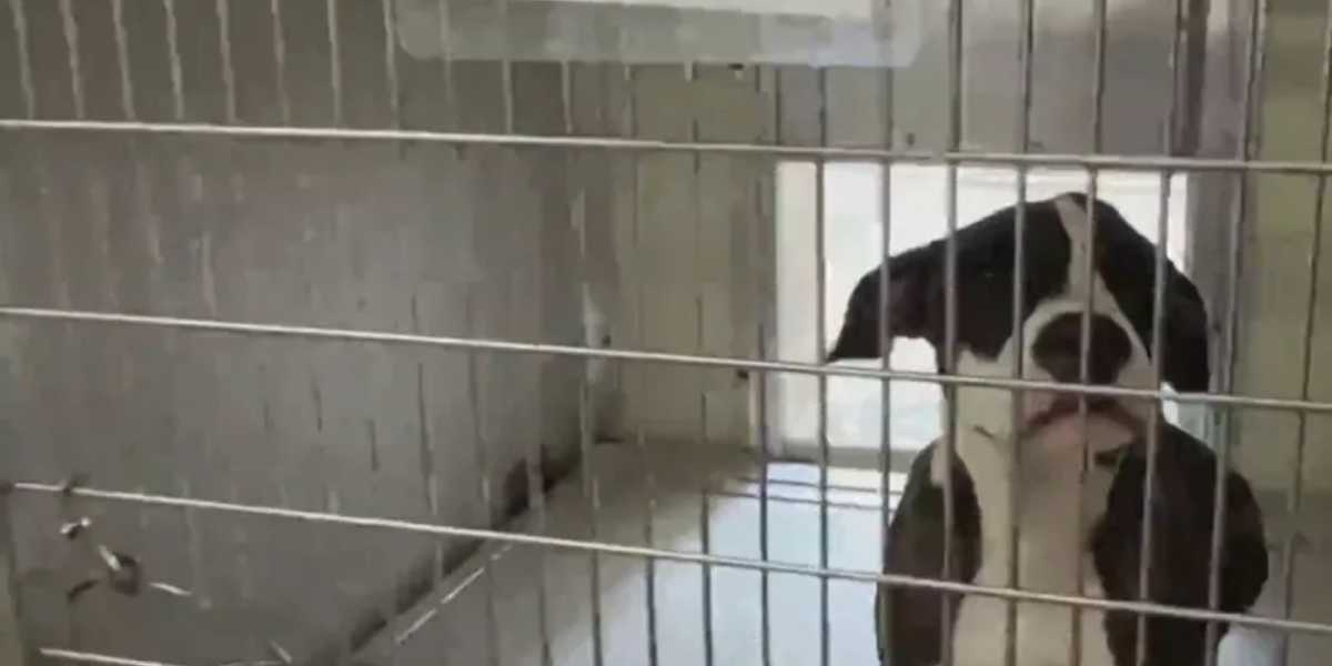 Adopt a Dog for Just $1 at Homeward Bound Pet Adoption Center in NJ