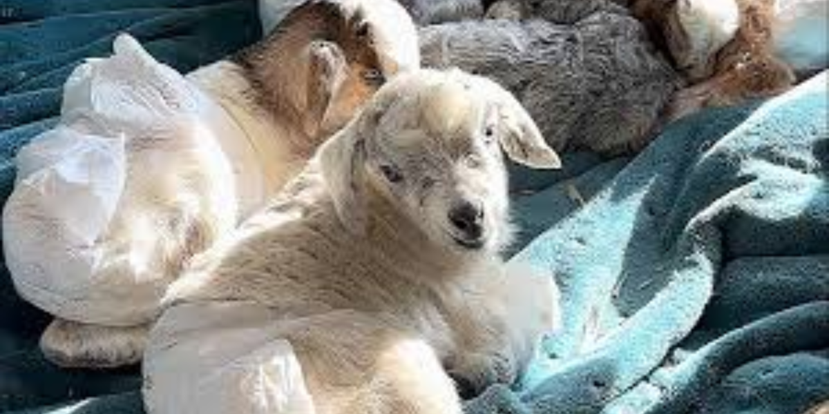 Authorities Rescue 8-Month-Old Baby from Squalid Conditions Amid 41 Animals and Dead Goat