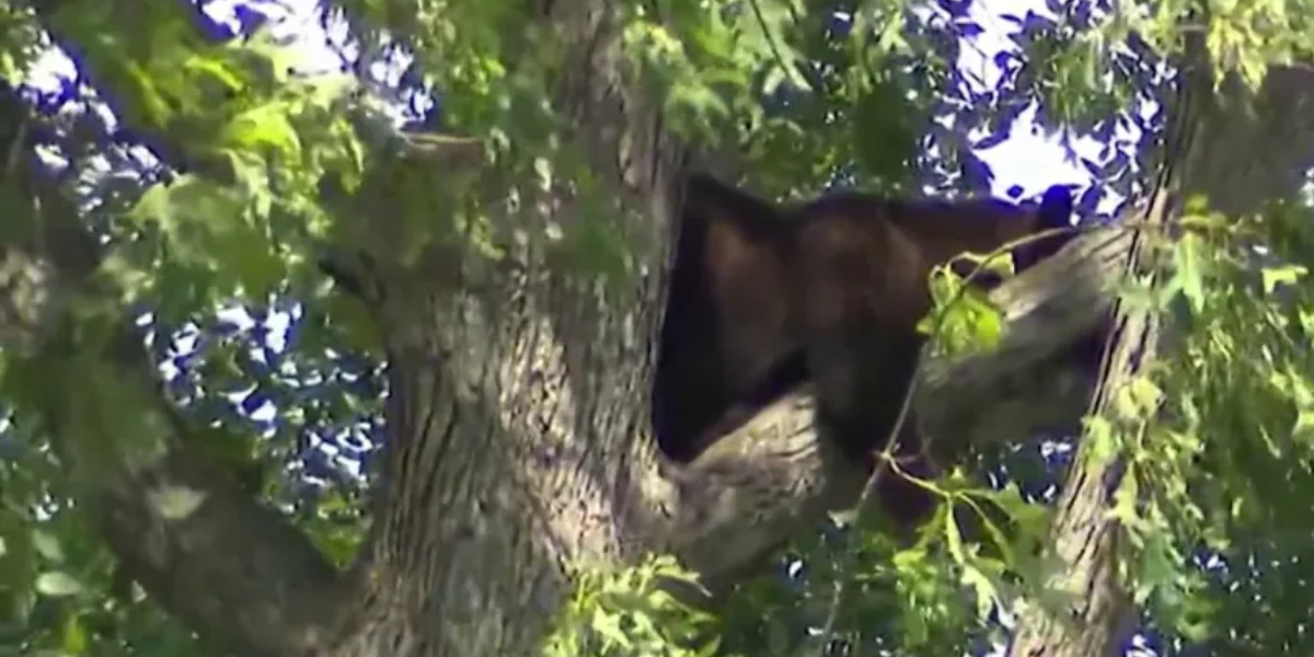 Bear Takes a Holiday Snooze in Langley Park Backyard, Halts Memorial Day Festivities