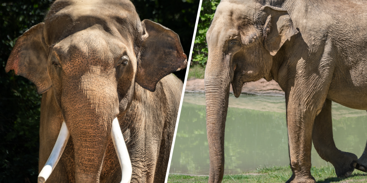 Billy and Tina Relocated from LA Zoo to Tulsa Zoo Amidst Controversy and Compassion