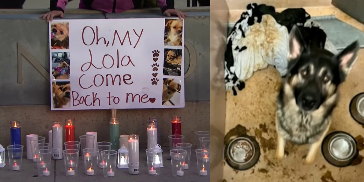 Candlelight Memorial Held for Dog Lola and Others After Tragic Death at San Jose Animal Shelter