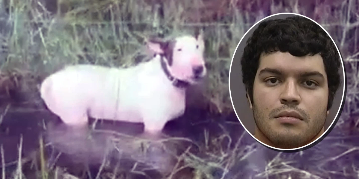 Dog Rescued from Storm While Chained Leads to Stricter Animal Safety Measures in Florida
