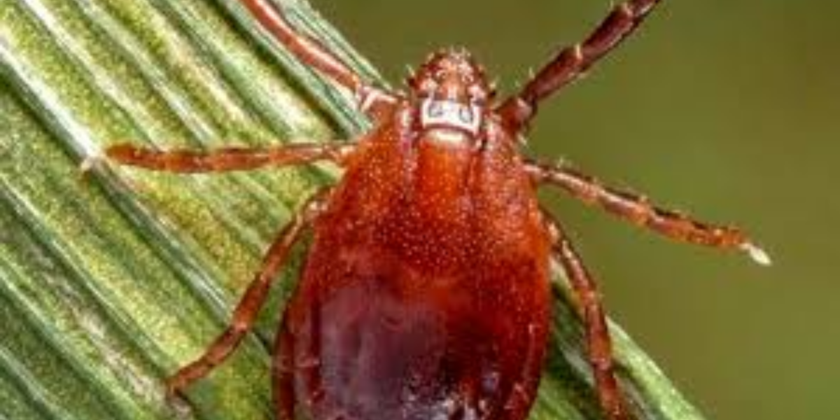 First Case of Longhorned Tick Carrying Ehrlichiosis Reported in Connecticut
