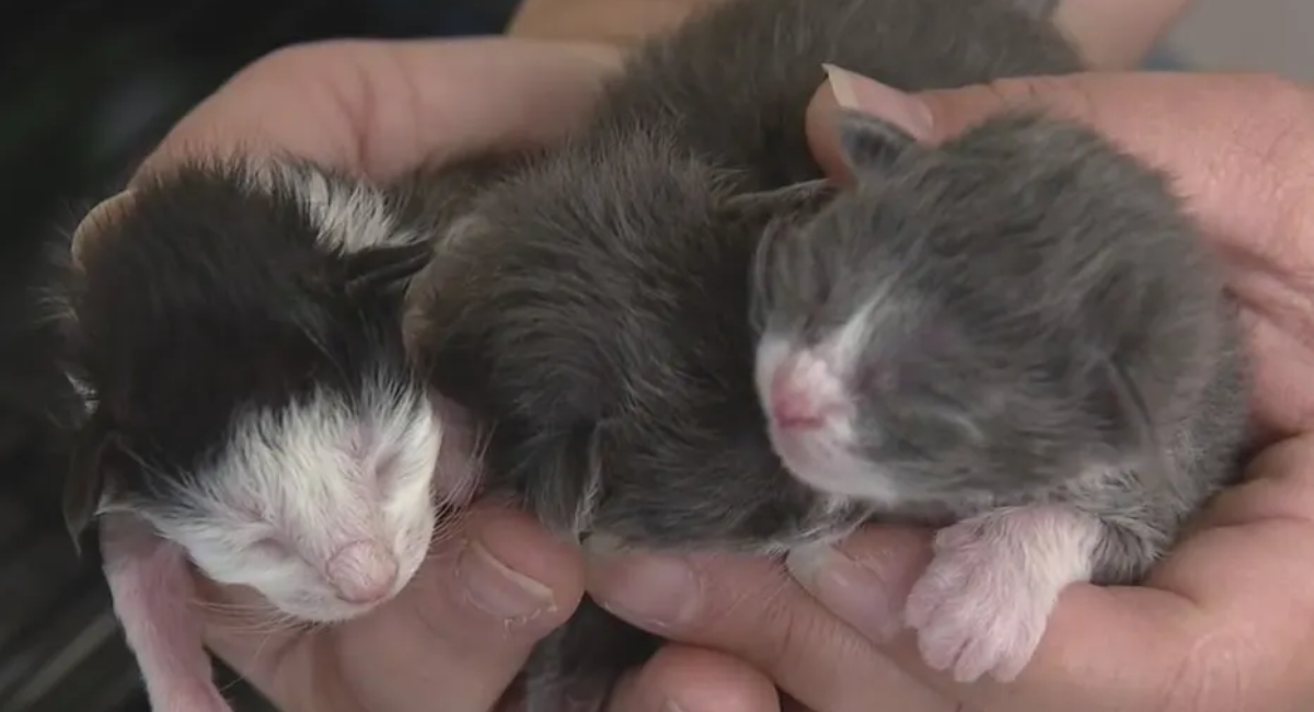 Help Sought After Abandoned Kittens Found Dumped in Eastpointe