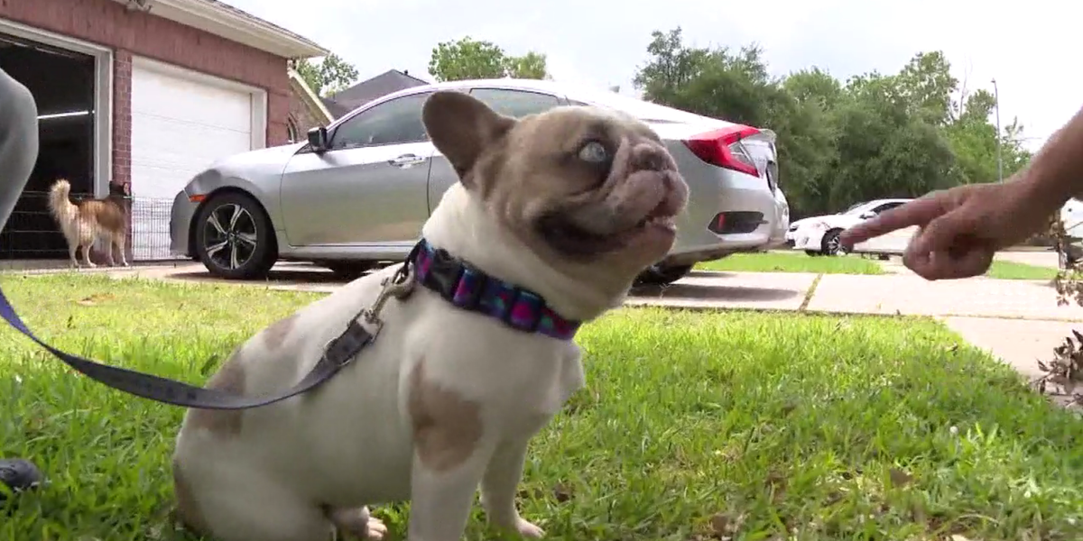 Lost French Bulldog Makes Miraculous Journey from Houston to Chicago – And Back Home