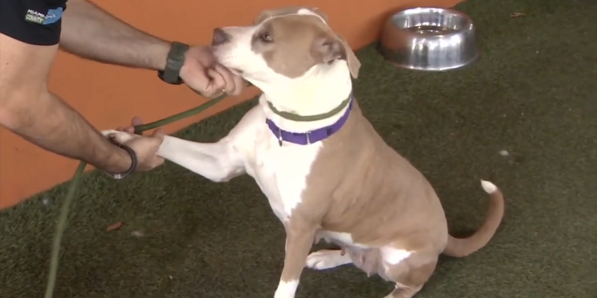 Miami-Dade Animal Services Calls for Volunteers and Foster Homes to Combat Shelter Overcrowding