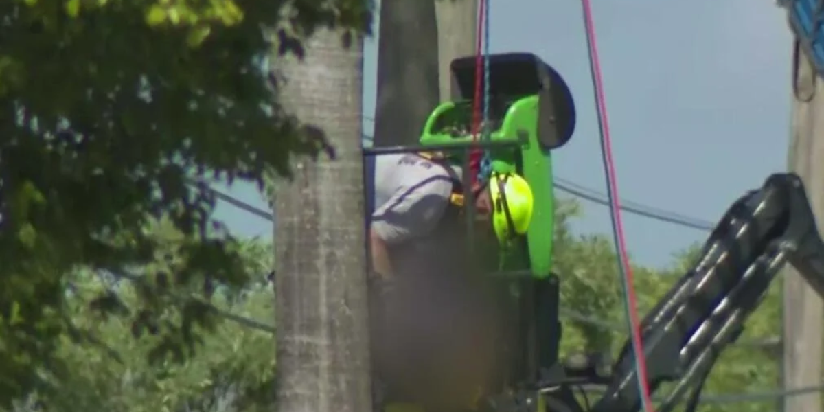 Miami-Dade: Man Dies After Electrocution While Pruning Palm Tree Near Tamiami