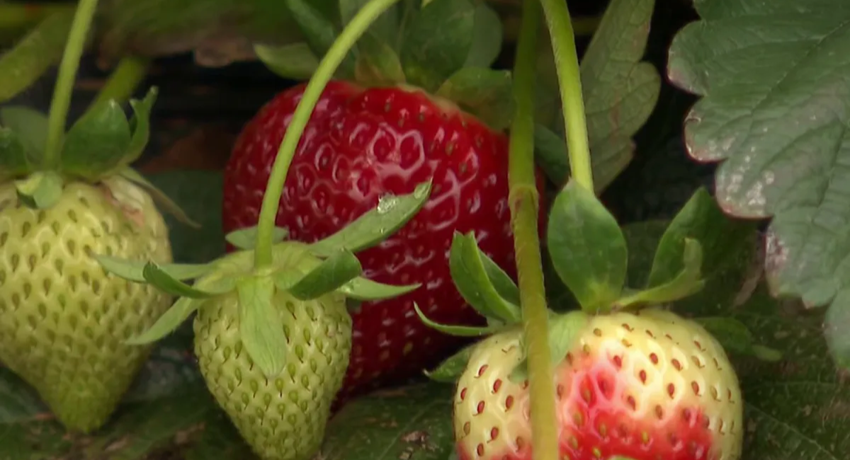 Northern Virginia's Strawberry Harvest Ends Early Due to Fungus and Unfavorable Weather