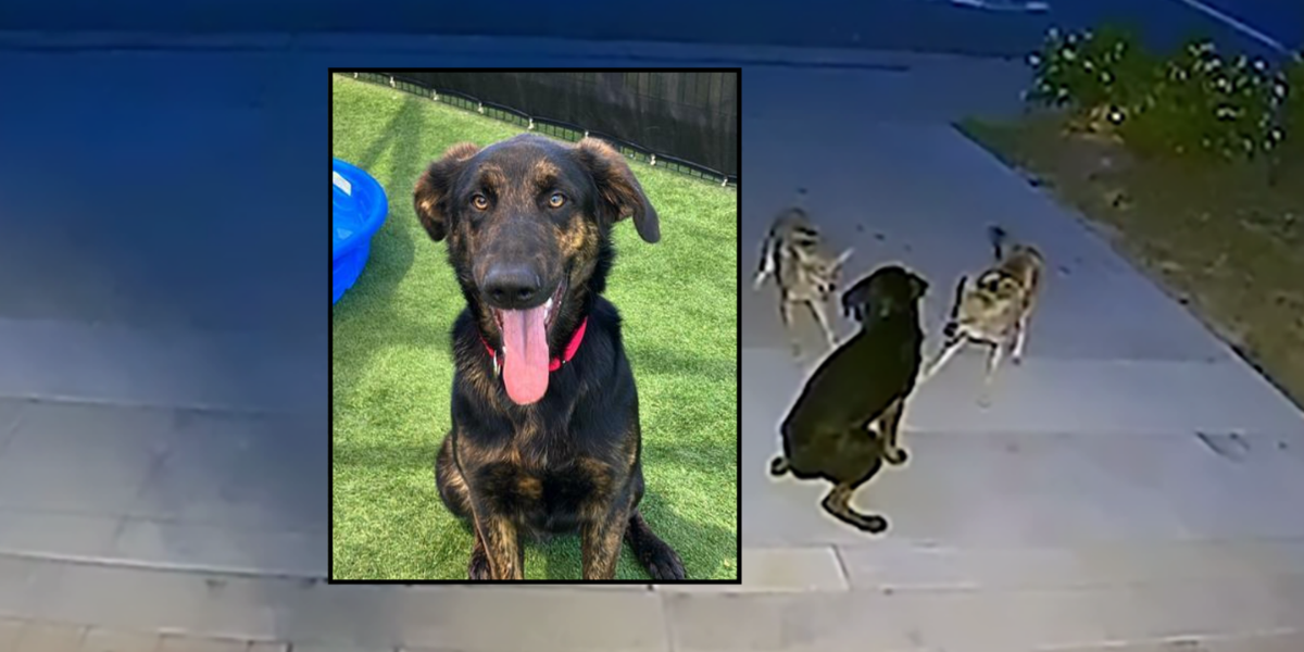 Orange County Street Dog Defies Odds After Coyote Attack, Available for Adoption