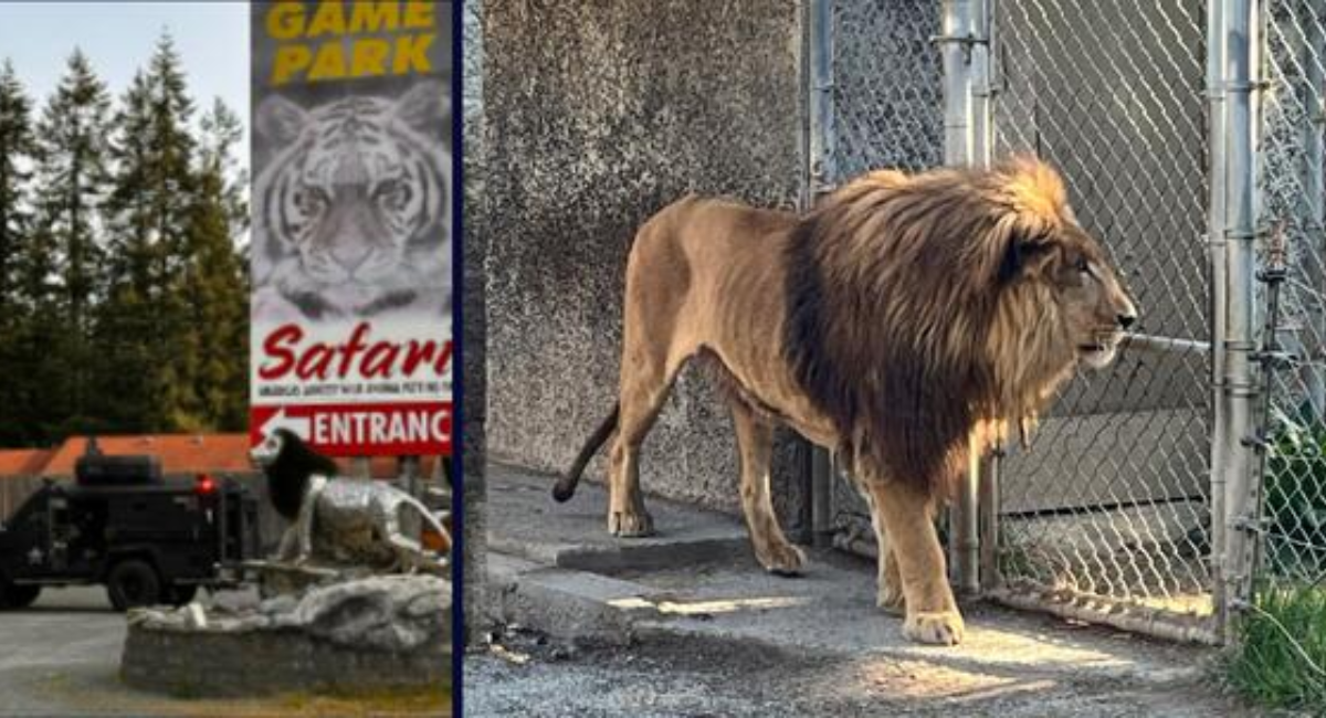 Oregon Safari Park Owner Arrested with Drugs, Over 300 Animals in Poor Condition