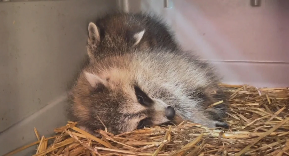 Pittsburgh Wildlife Center Halts Animal Intakes Amid Busiest Season