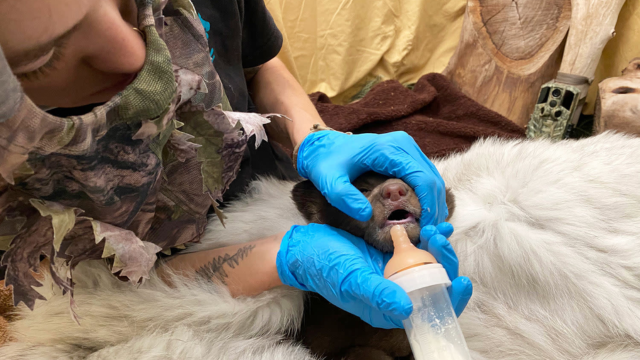 San Diego Humane Society Staff Dress as Bears to Raise Orphaned Cub and Prepare It for the Wild