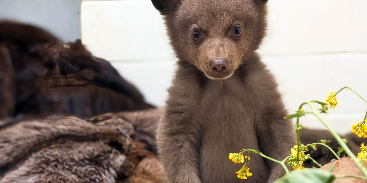 San Diego Humane Society Staff Dress as Bears to Raise Orphaned Cub and Prepare It for the Wild