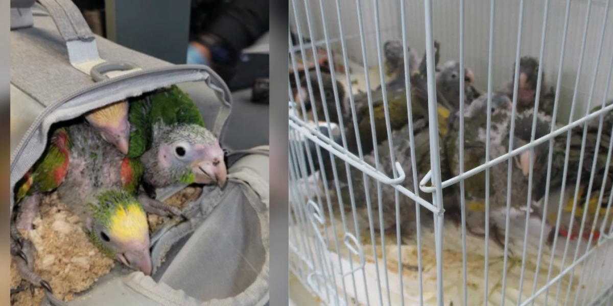 San Diego Man Charged for Trying to Smuggle 17 Exotic Birds Across U.S.-Mexico Border