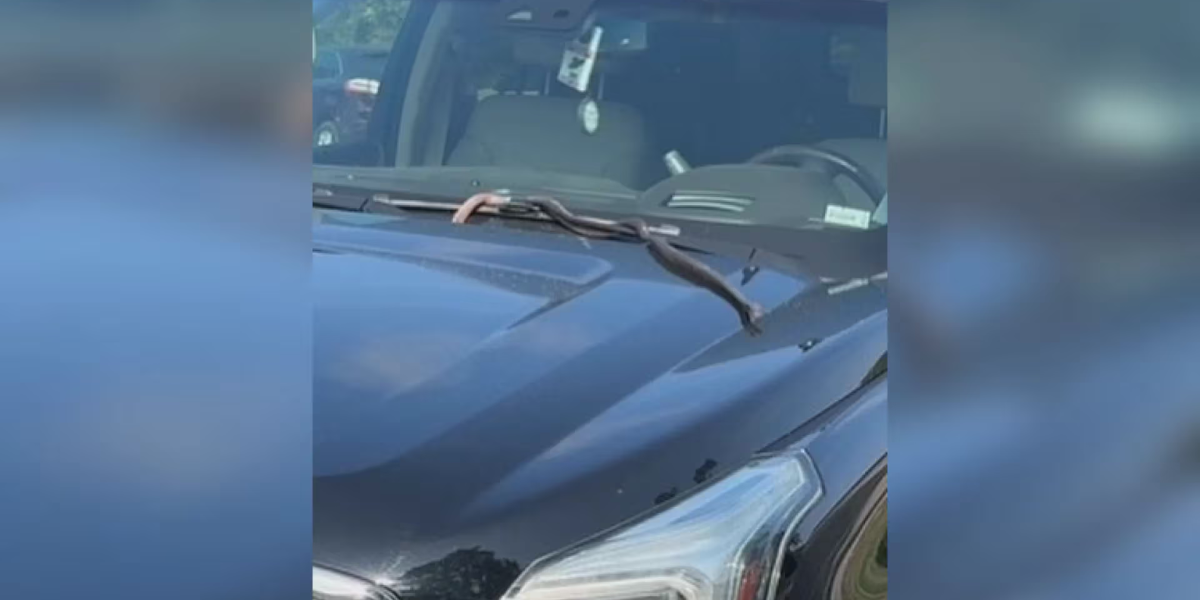 Snake Found Crawling Out of Woman’s Car Hood in Missouri