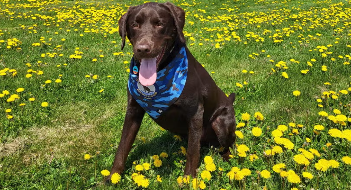 Tragic Discovery: Maine's First Comfort Dog Found Dead Inside State Vehicle