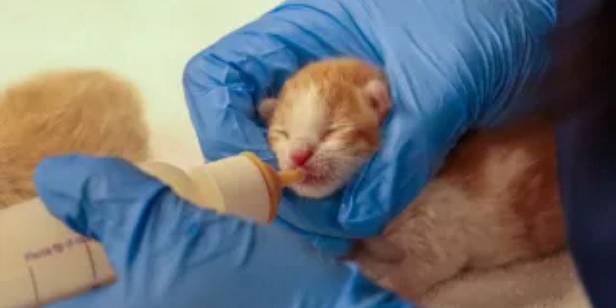 Two Kittens Rescued After Horrific Abuse, Recovering at Rancho Santa Fe Shelter