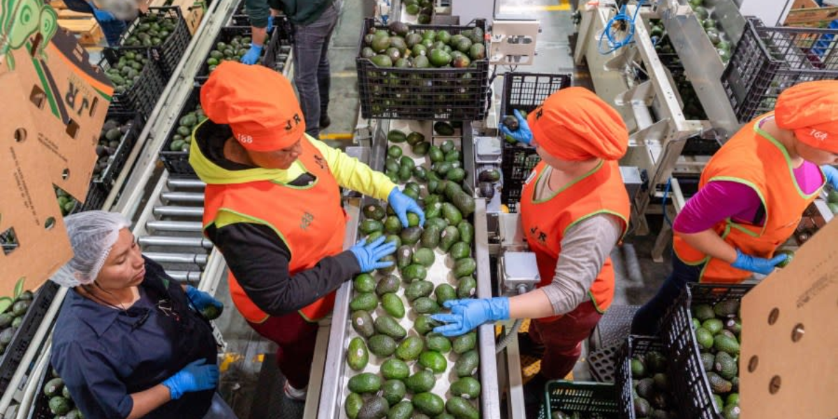 USDA Inspector Shortage Threatens California Avocado Industry, Experts Warn