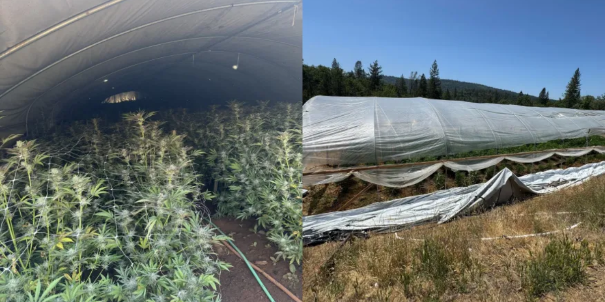 7,000 Marijuana Plants Seized in Northern California as Deputies Break Up Major Drug Operation