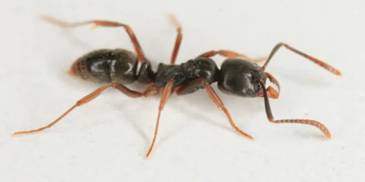 Asian Needle Ants Invade Southern U.S., Known for Their Wicked Sting – Are You at Risk?