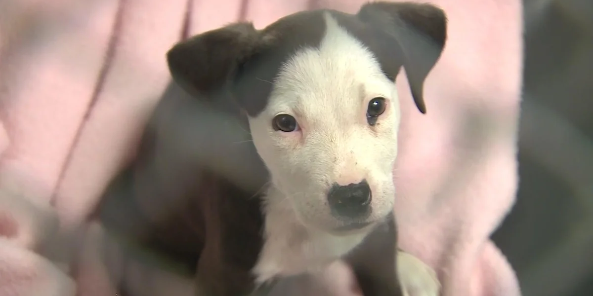 California Adopt-a-Pet Day: A Chance to Adopt a Pet for Free and Give Them a Forever Home