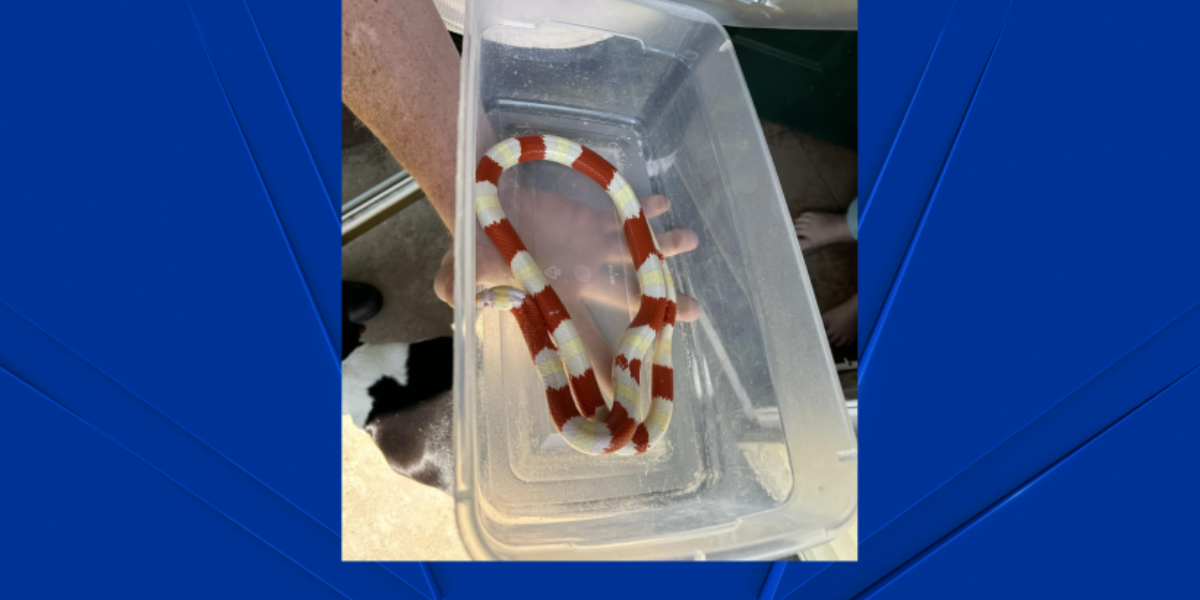 Colorful Snake Slithers Into East Hartford Home, Animal Control Comes to the Rescue
