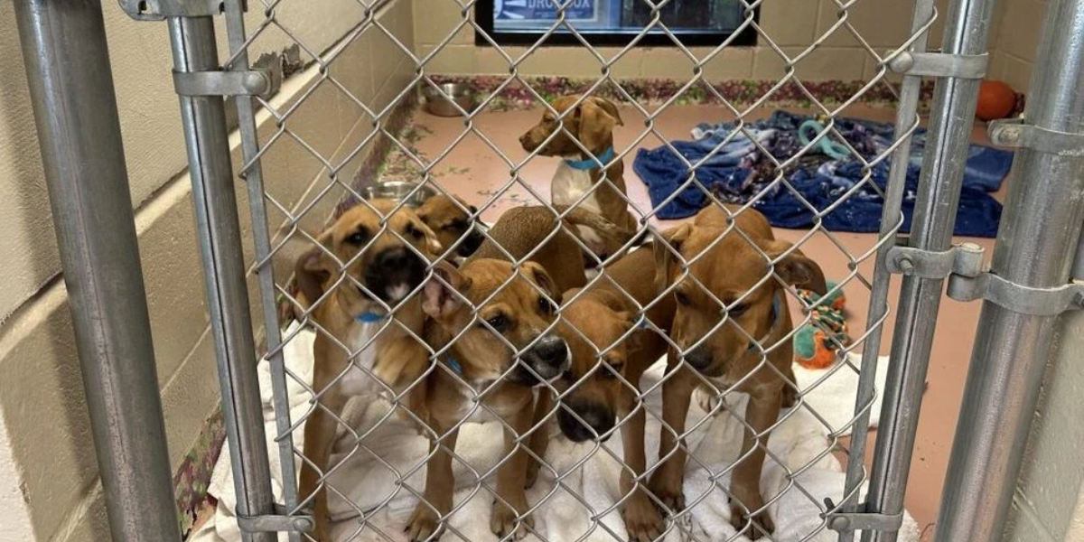 Columbia Animal Shelter Struggles with Overcrowding, Seeks Fur-ever Homes