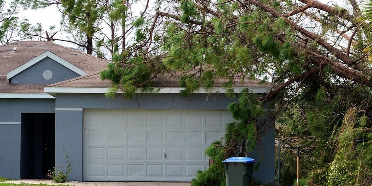 Florida Lawmakers Back Off Fixing Tree Disputes— Your Neighbor’s Tree Could Cost You Big
