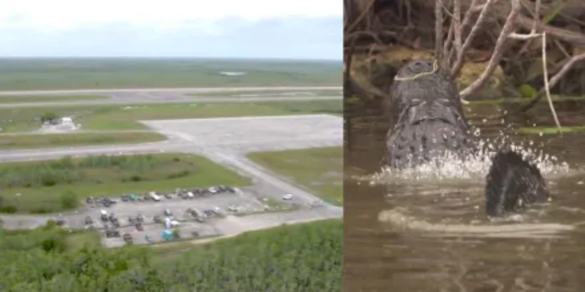 Florida Plans to Build Alligator Alcatraz in Everglades Swamps for Immigration Detention