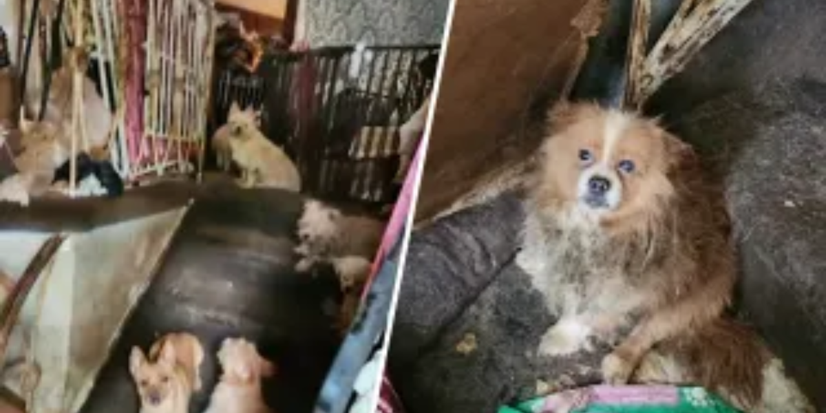 Heartbreaking Rescue: 80 Dogs Found in Deceased Woman's Brooklyn Home, One Giving Birth During Operation