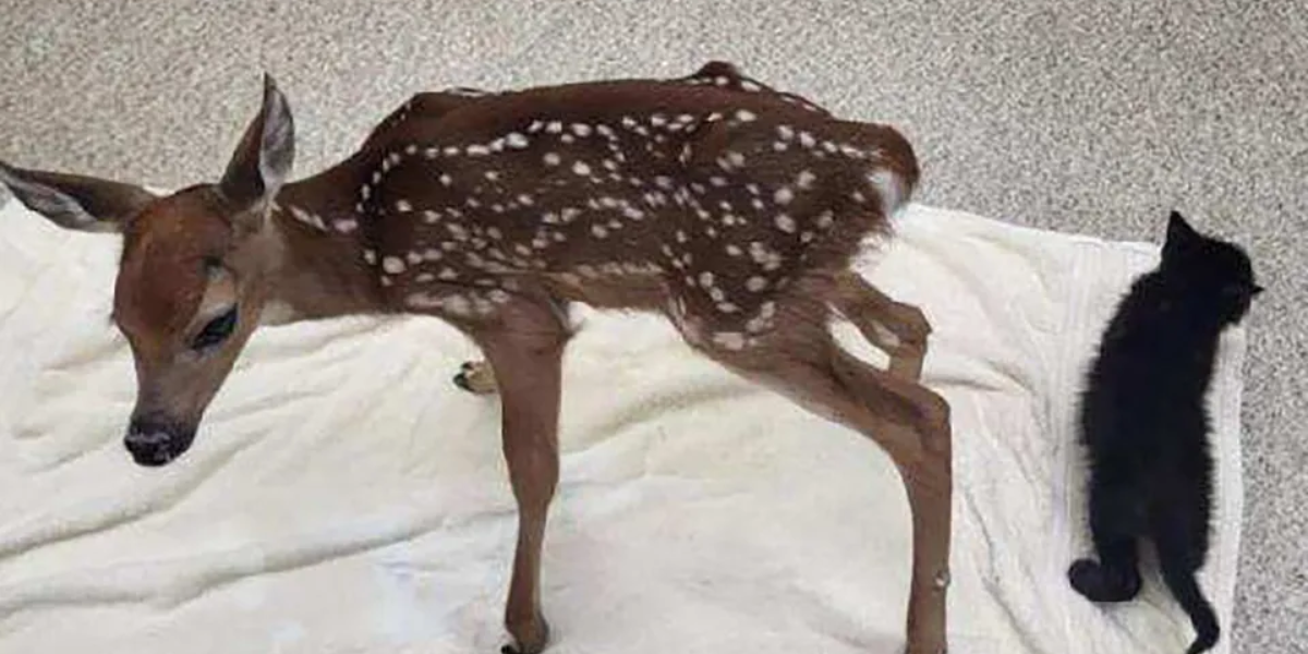 Iola, Kansas: Abandoned Newborn Fawn Rescued from Riverside Park, On Its Way to Deer Rescue Facility