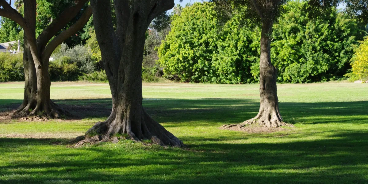 La Jolla Park Accident: Two Adults and a Child Injured by Falling Tree Branch