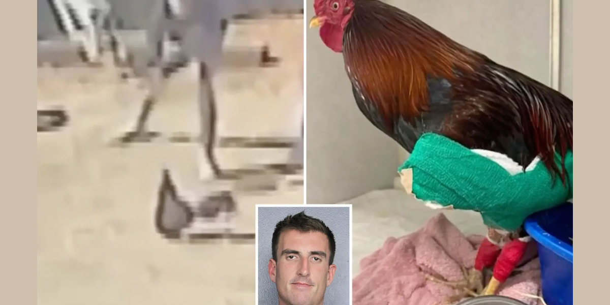 Man Arrested for Animal Cruelty After Beating Rooster in Fort Lauderdale, Caught on Video
