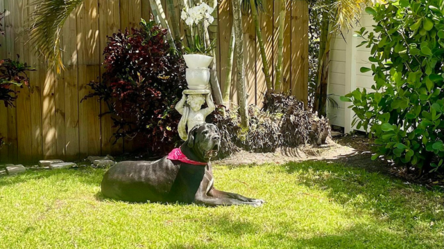 Mediterranean Revival Redefined: Stunning 1925 Home with Chic Interiors and Lush Outdoors