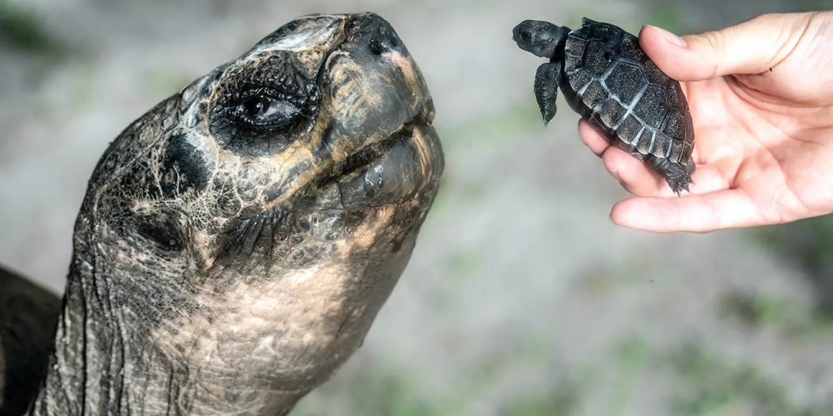 Miami’s Goliath the Galapagos Tortoise Marks His First Father’s Day – A Milestone at 135 Years!