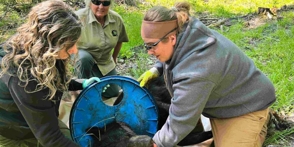Michigan Bear Roams Woods for Two Years with Awful Lid on Neck Now Freed