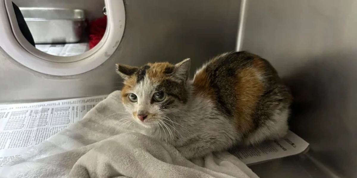 Minnesota Miracle: Stowaway Cat Survives 3-Week Journey From China in Shipping Container