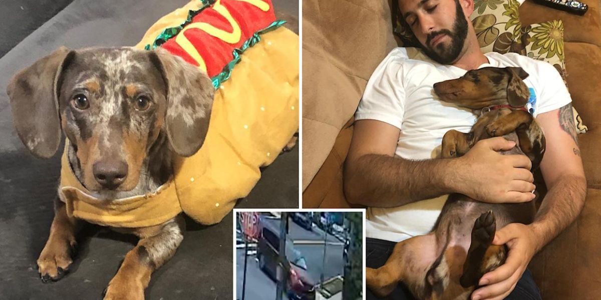 New York Court's Historic Decision Grants Dogs Legal Status as Family Members