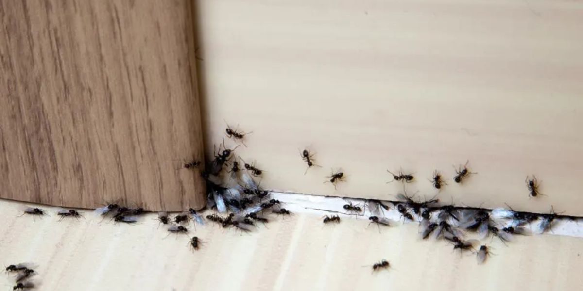 Not the Usual Pests This Silent Bug Could Be a Serious Home Warning