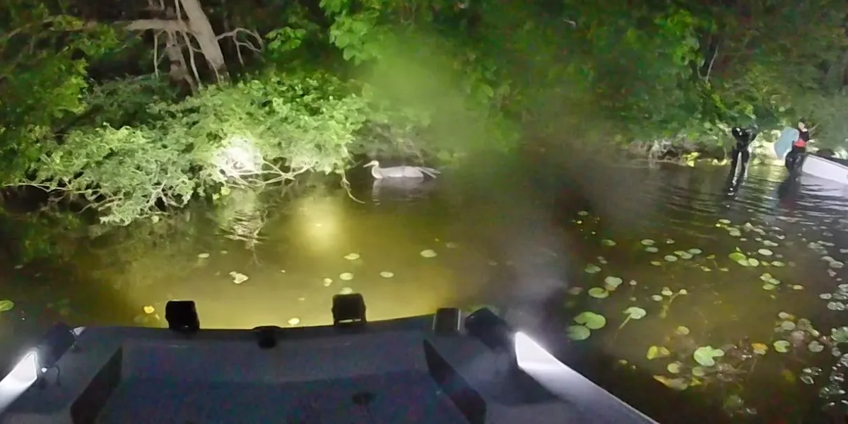 Oakland County Officials Called to Rare Wildlife Emergency: Heron Trapped in Lake