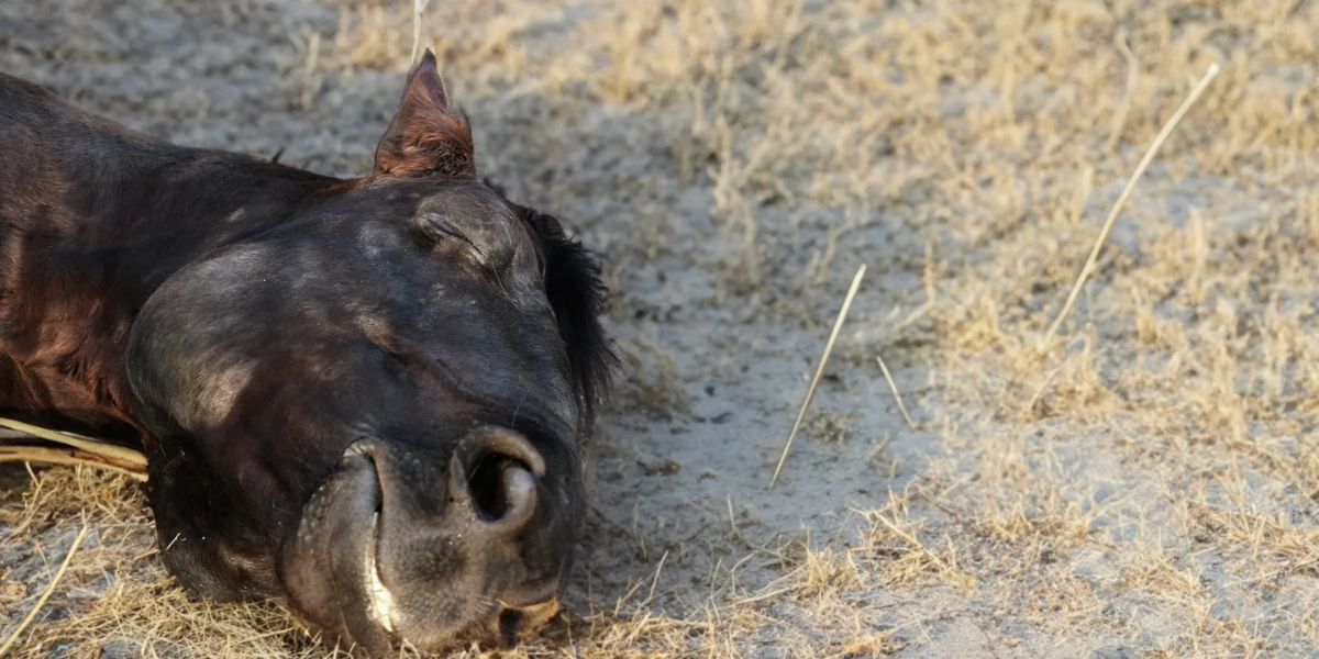 Outrage in Stockton as Dozens of Dead Horses Found in Shocking Discovery