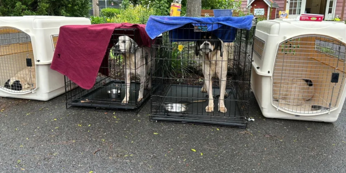 Oxford, Conn. Authorities Seize 22 Dogs in Animal Cruelty Investigation
