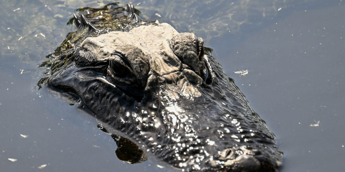 Texas Restaurant Captures Jaw-Dropping Moment as 9-Foot Alligator Passes By
