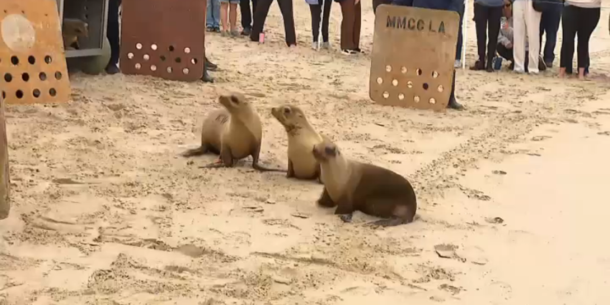 Venice Celebrates as Four Rescued Sea Lions Return to the Ocean