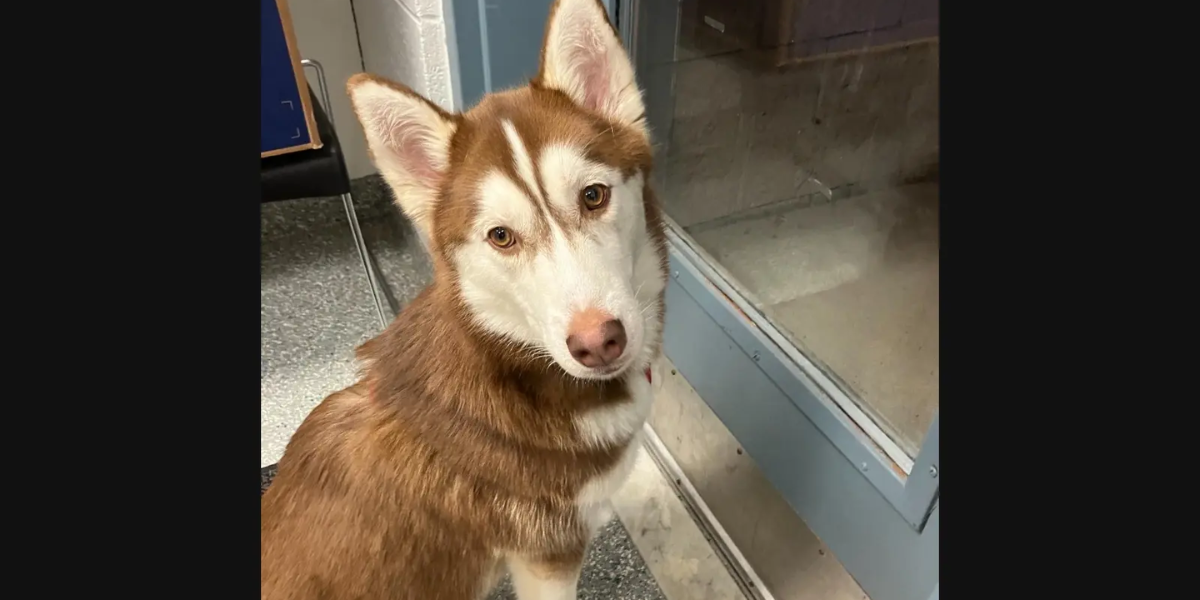 West Haven: Reward Offered After Dog Found Abandoned, Advocacy Group Steps In