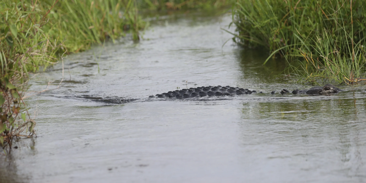 Woman Killed in Horrific Alligator Attack: New Evidence Reveals Gator's Aggressive Assault