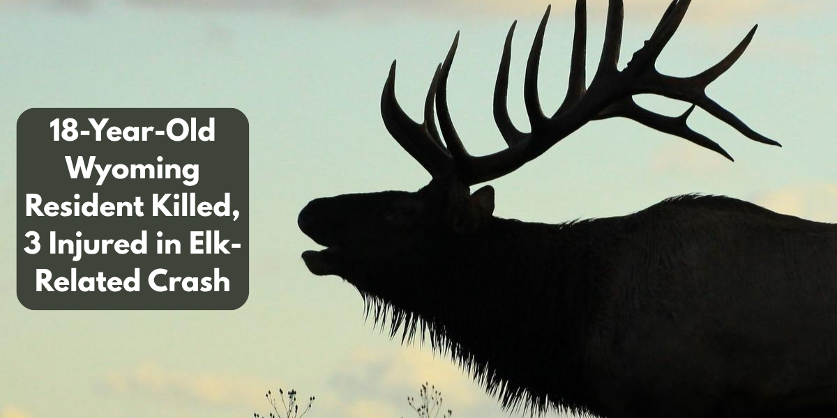 18-Year-Old Wyoming Resident Killed, 3 Injured in Elk-Related Crash