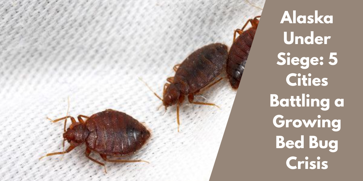 Alaska Under Siege: 5 Cities Battling a Growing Bed Bug Crisis