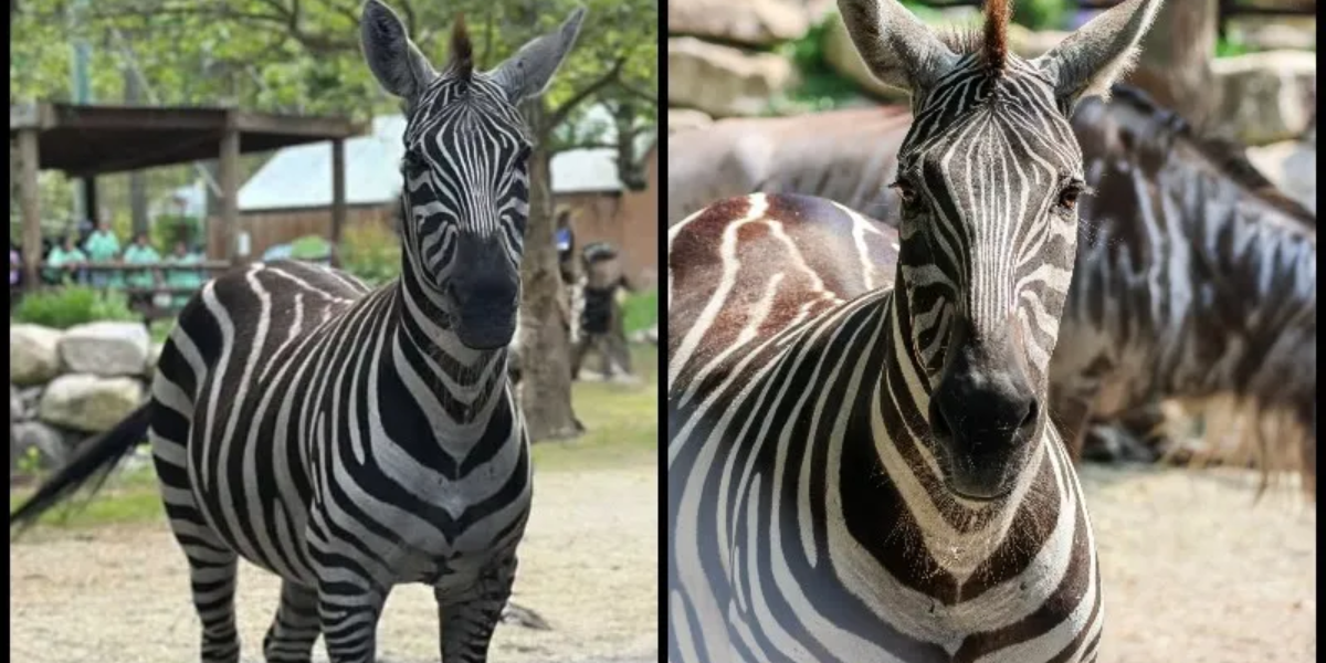Beloved Zoo Animal Dies After Storm-Related Tragedy, Officials Say