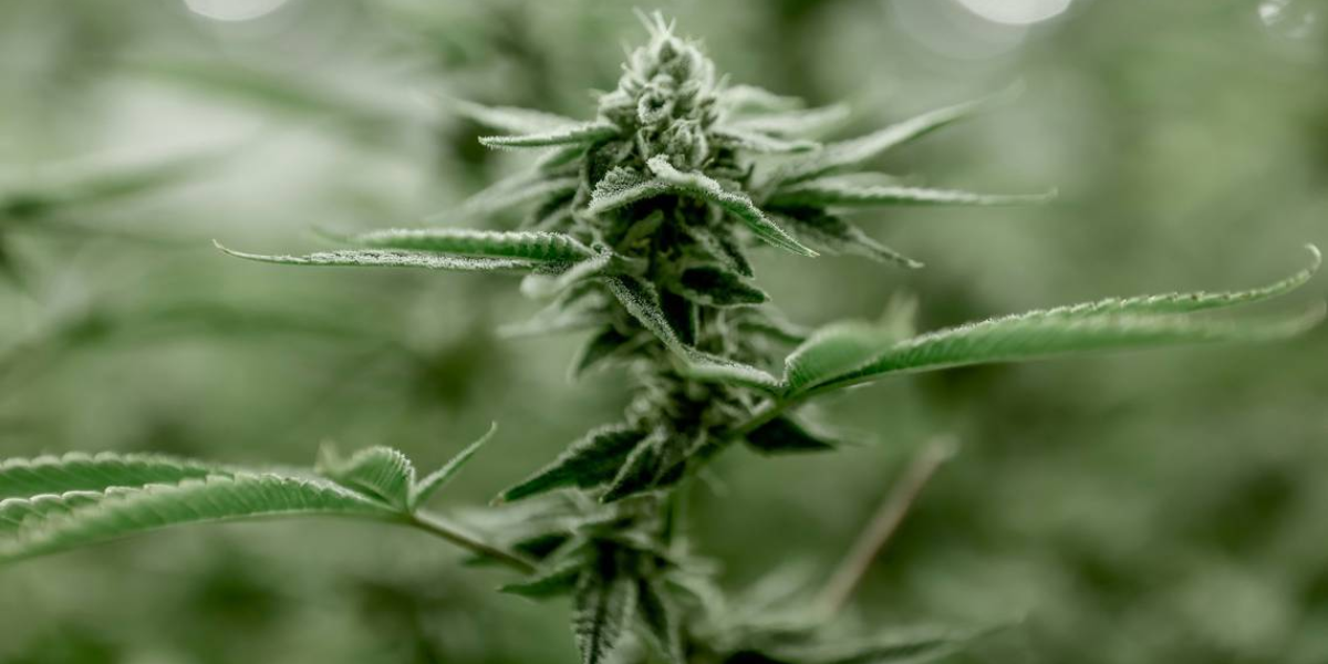 California Man Posing as ATF Agent Busted for Robbing Drivers of Weed and Cash